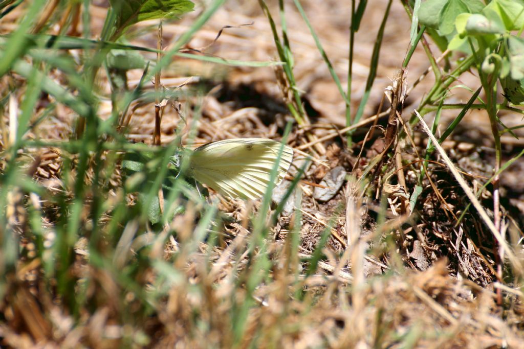 Tutte Pieris napi? S